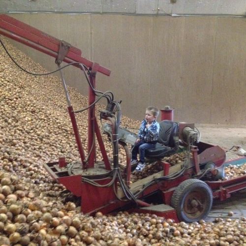 Uien opslaan en drogen