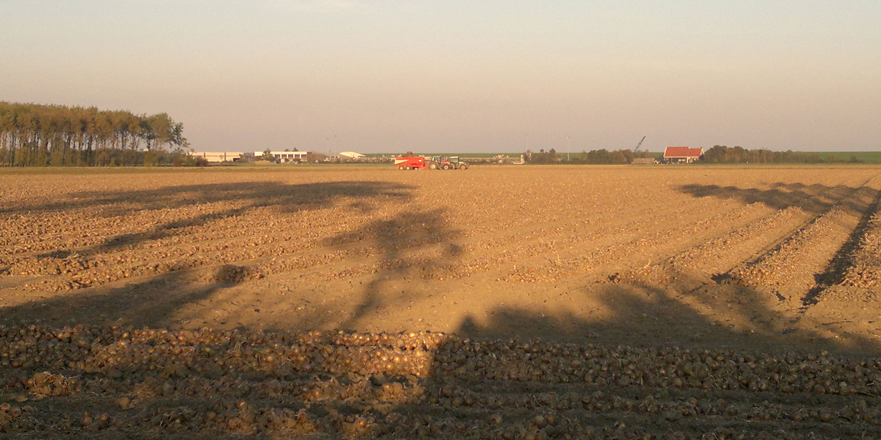 Veld met WDK Onions uien